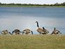 Anglers bird sightings