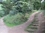 westerton wood