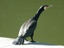 Thornes Park birds