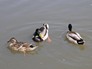 West Yorkshire bird walks
