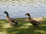 Newmillerdam bird watching
