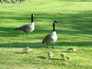Thornes Park