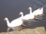 Walton bird watching