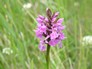 Orchid at Southern Washlands