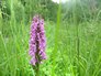 Southern marsh orchid