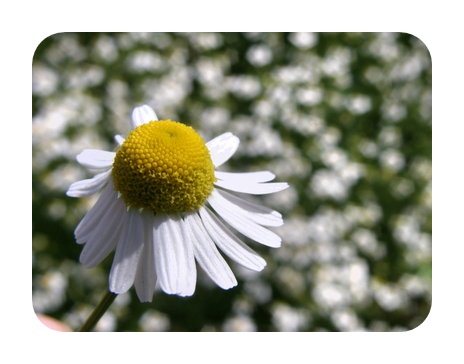 Scented Mayweed