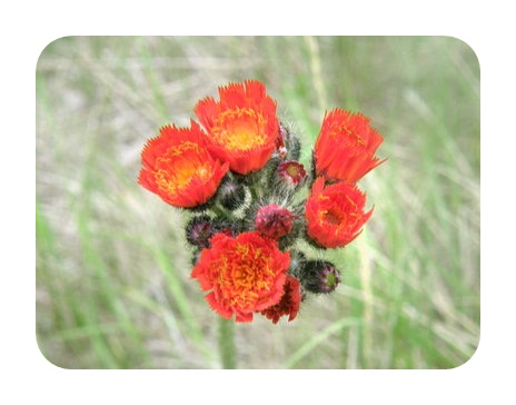 Fox and Cubs