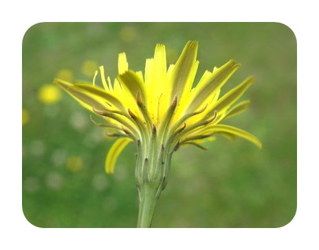 Cat's Ear