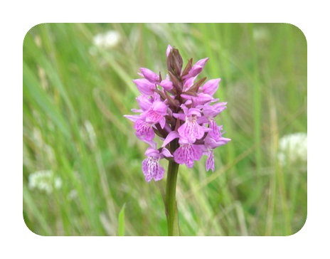 Common Spotted Orchid