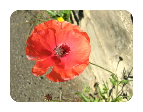 Long Headed Poppy
