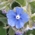 alkanet