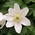 wood anemone