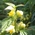yellow archangel