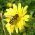 autumn hawkbit