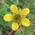 herb bennet