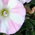 bindweed