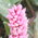 amphibious bistort wildflower
