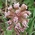 butterbur