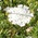 wild carrot
