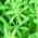 cleavers