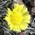 coltsfoot