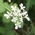 cow parsley