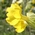 cowslip