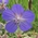 meadow cranesbill