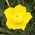 buttercup wildflowers