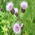 thistle