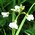 ladies smock cuckooflower