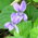 violet