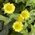 fleabane