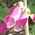 foxglove