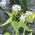 garlic mustard