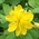 greater celandine