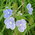 speedwell