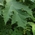 hogweed giant