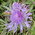 great knapweed