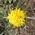 goatsbeard wild flower