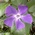 greater periwinkle