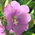 willow herb