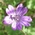 hedgerow cranesbill