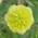 hop trefoil