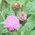 knap weed wild flowers