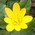 lesser celandine