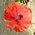 small poppy