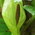 wild arum