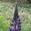 lupin wildflower