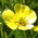 meadow buttercup